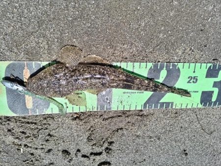 ちびマゴチ釣れました。