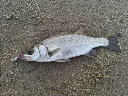 ヒラセイゴ釣れました!