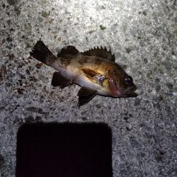 釣りやすいですが