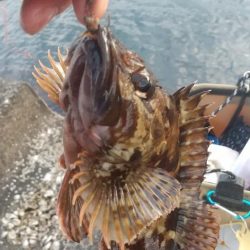 キス居ない、ガシラでリベンジ