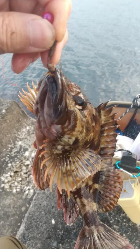 キス居ない、ガシラでリベンジ