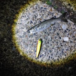 ベイトになるのかな?ボラです