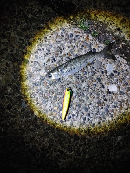 ベイトになるのかな?ボラです