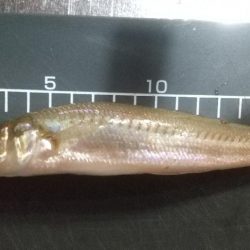 此処はまだか…