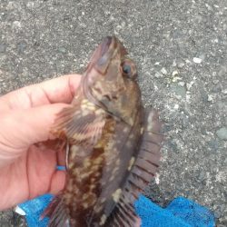 根魚も楽し