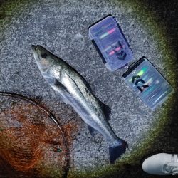 シーバス70cmと25cm