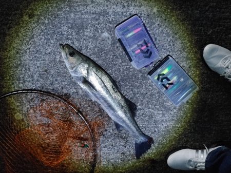 シーバス70cmと25cm