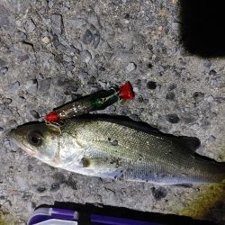 フッコ45cmセイゴ25cm