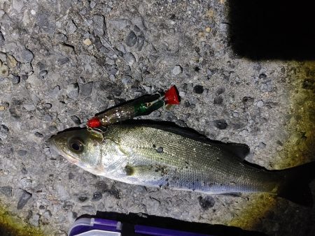 フッコ45cmセイゴ25cm