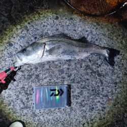 ヒラスズキ75cm(自己記録)(^^)