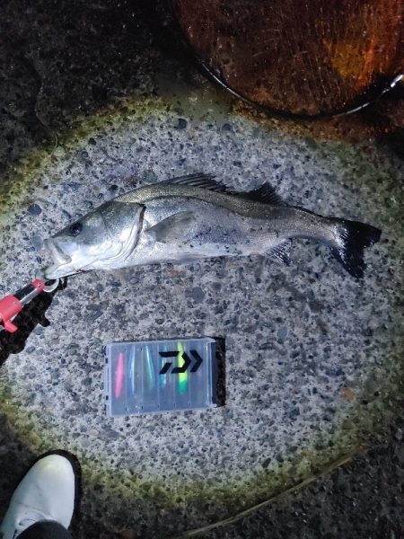 ヒラスズキ75cm(自己記録)(^^)