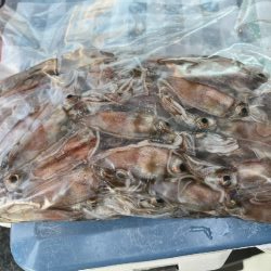 サゴシ、ホタルイカ(お)