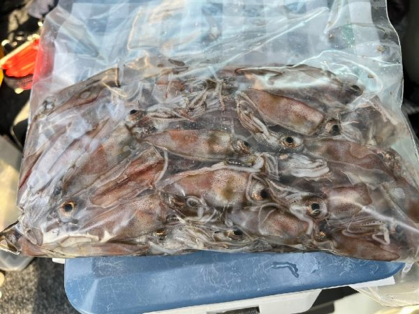 サゴシ、ホタルイカ(お)