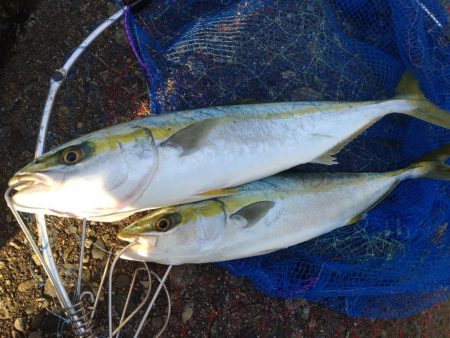 フクラギ２匹！ホタルイカ