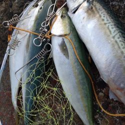 フクラギ３匹　サバ１匹