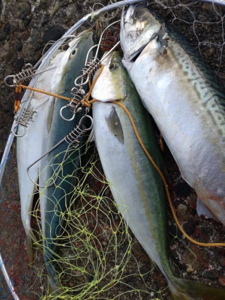 フクラギ３匹　サバ１匹