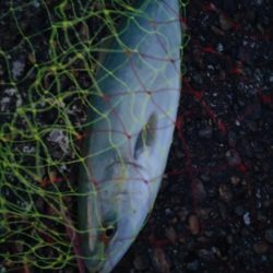 マゴチ１匹！フクラギ多数！