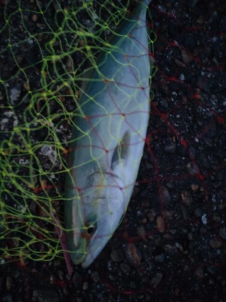 マゴチ１匹！フクラギ多数！