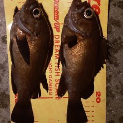 久しぶりのメバリング🐟️