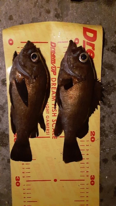 久しぶりのメバリング🐟&#…