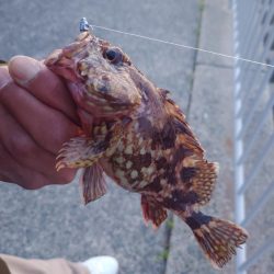 小さいけど今年初めてのメバル