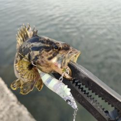 エビのさんぽ持って港湾さんぽ