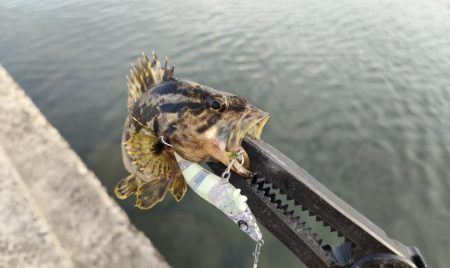 エビのさんぽ持って港湾さんぽ