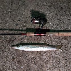 釣りキャンツーリング唯一の釣果