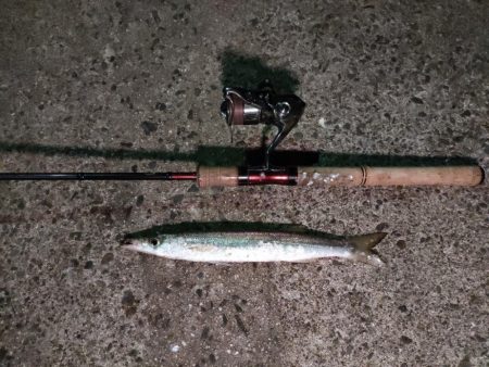 釣りキャンツーリング唯一の釣果