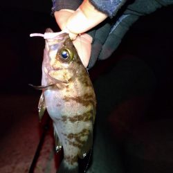 久しぶりにメバル