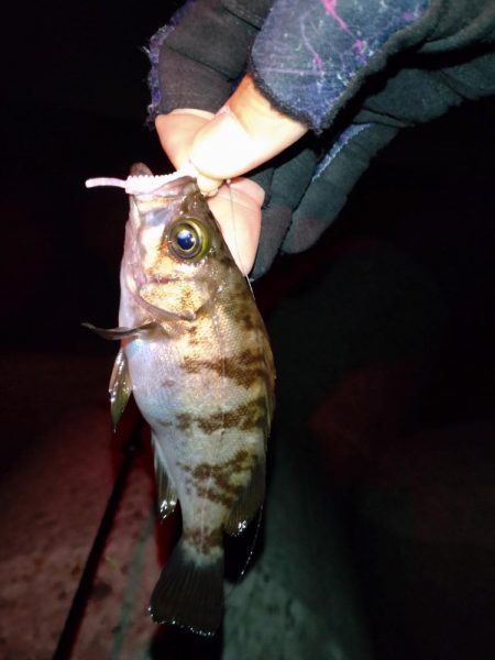 久しぶりにメバル