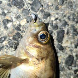 ベイトフィネスプラッキング