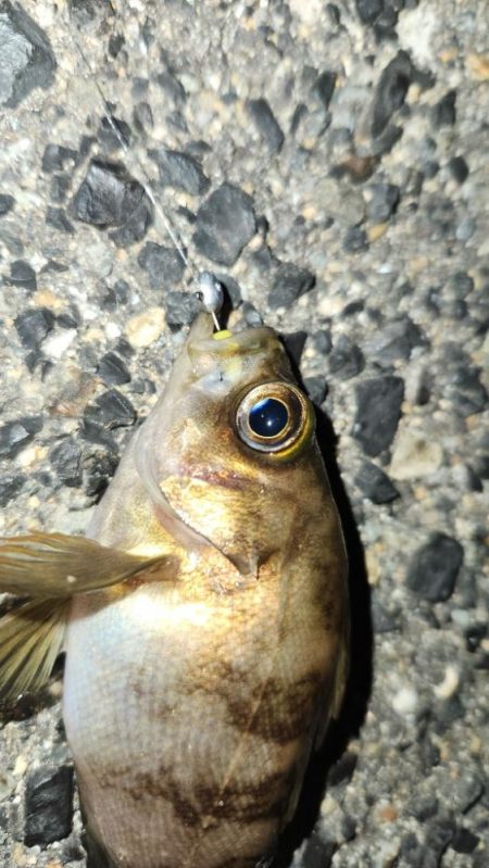 ベイトフィネスプラッキング