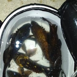 久しぶりのメバリングに満足