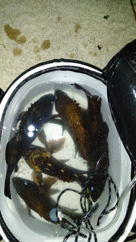 久しぶりのメバリングに満足