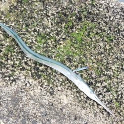 数が釣れて楽しめたけど💦