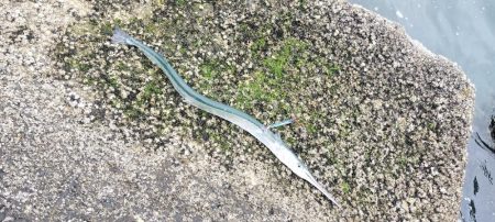 数が釣れて楽しめたけど💦