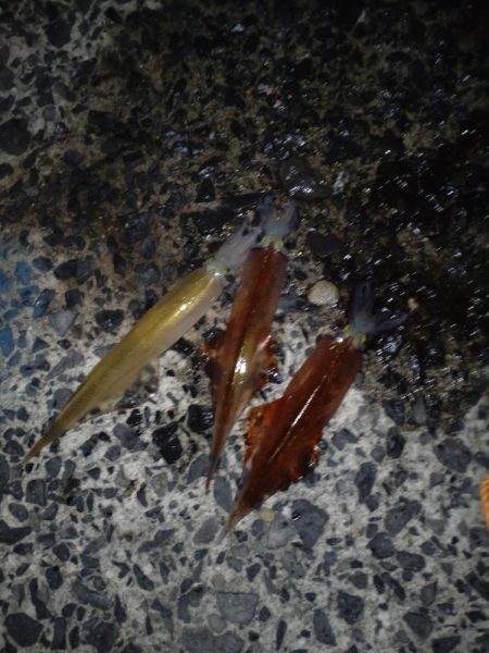 ヤリイカエギング