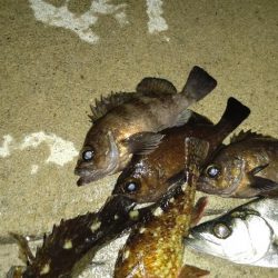 大型メバル不発