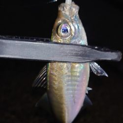 怒る気にも、ならない。