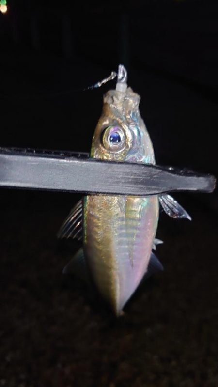 怒る気にも、ならない。