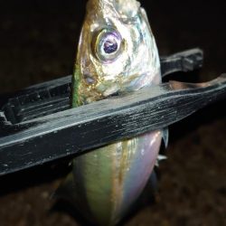 持ってて良かったタングステン！