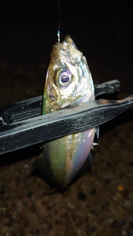 持ってて良かったタングステン！