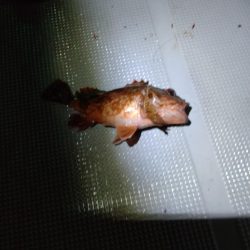 ナイトボートアジング　リベンジ