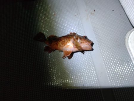 ナイトボートアジング　リベンジ