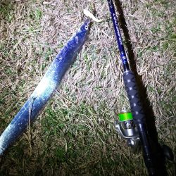 タチウオ開幕しました