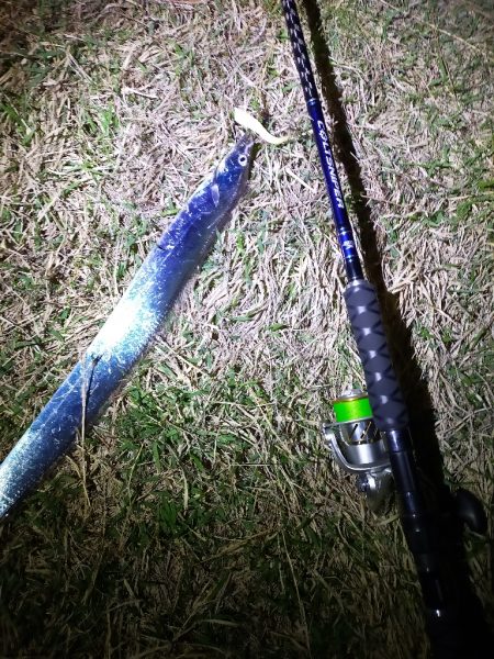 タチウオ開幕しました