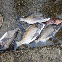 和歌山市江（吉丸渡船）で磯フカセ