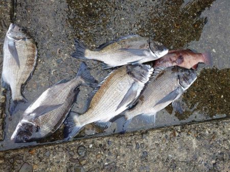 和歌山市江（吉丸渡船）で磯フカセ