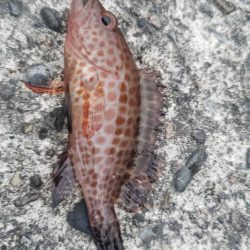 アジ探し@芳養漁港